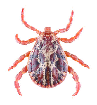 Acari tick Dermacentor marginatus isolated on white background. Dorsal view of male ixodes tick - carrier Encephalitis Virus or Lyme Borreliosis Disease.