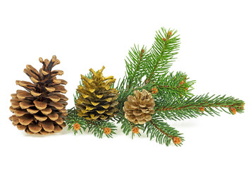 Spruce branch with fir cones isolated on a white background