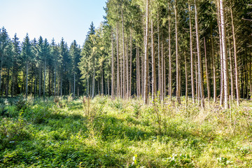 Wiederaufforstung im Wald