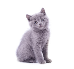 Little gray kitten .