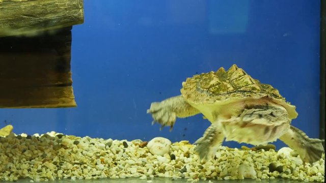 Mata mata freshwater turtle (Chelus fimbriata) swimming in the aquarium. Funny smiling turtle 4k