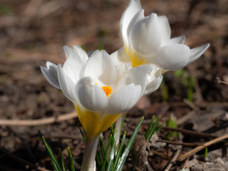 Group of blooming white crocus in spring