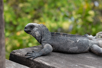 Iguana marina