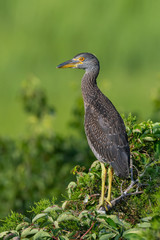A portrait of Yellow-crowned Night Heron nestling perched at the rookery.