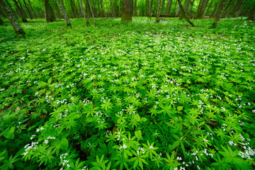 Waldmeister (Galium odoratum) im Nationalpark Bilalowieza, Polen - sweetscented bedstraw