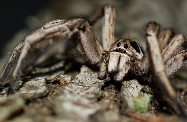 Araña lobo
