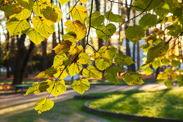 Backlight through yellow leaves in the autumn park