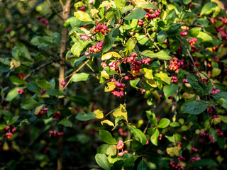 Obraz premium OLYMPUS DIGITAL CAMERA - HEDGEROW