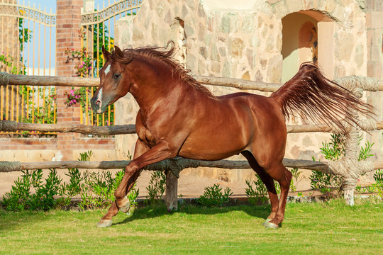 Chestnut arabian horse running in canter in the elite paddock in egyptian stables. 