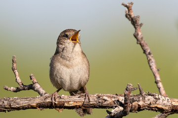 Singing Song Bird