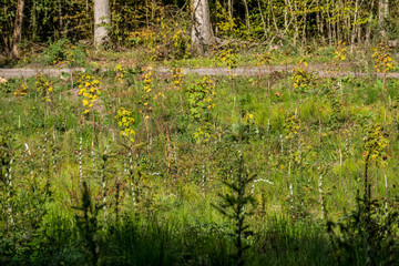 Wiederaufforstung im Wald