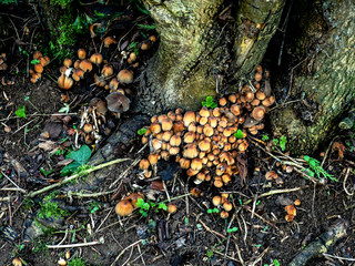 OLYMPUS DIGITAL CAMERA - FUNGI 