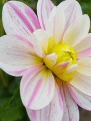 pink lotus flower in garden