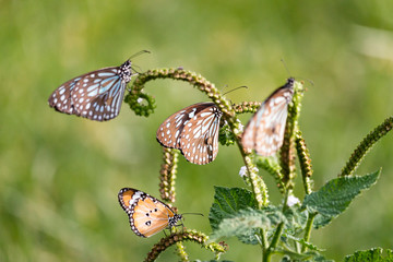 three blue butterflies and an orange one feeding on a green plant in a green grass field around an empty lake in South India - Tiruvannamalai 2019