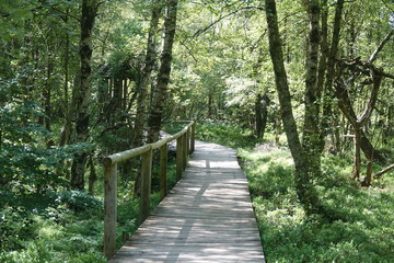 Obraz premium Bohlenweg am Roten Moor in der Rhön