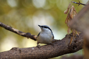 The Eurasian Nuthatch is sitting on a tree branch.