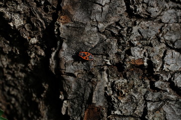 Feuerwanze auf Eichenrinde makro close-up Hintergrund wallpaper Photography nature red natural raw...