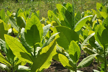 Leaves and stems of tobacco