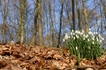 Schneeglöckchen im Wald