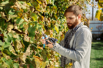 Vintner man examining the grapes during the vintage. Vine making process. Oidium treatment, selection of fertilizers for grapes. Autumn grape harvest.