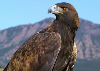 Fototapeta na wymiar Adult eagle close up 2