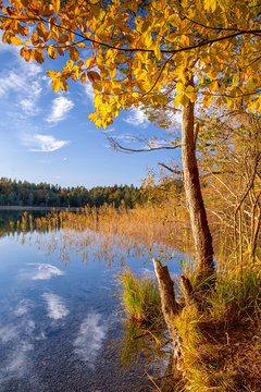 Herbst am See mit goldenem Ahorn und Schilf
