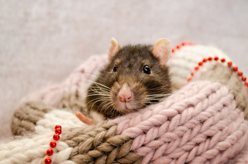 Gray rat with black eyes sitting in a soft cozy scarf with New Year beads, a symbol of new year 2020, with copyspace