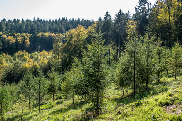 Fototapeta na wymiar Wiederaufforstung im Wald