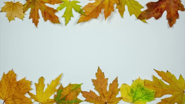 Autumn leaves moving horizontal forming frame. One leaf moves from left to right. Stop motion