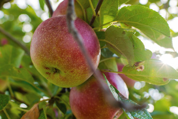 Ripe apples on a branch with a sun burst peaking through the branches.