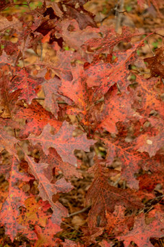 Details of Fiery Fall Leaves on Trees Colors of fall. Brisk cool weather. Leaves are changing red, orange and yellow creating a beautiful autumn landscape. © ELG Photography