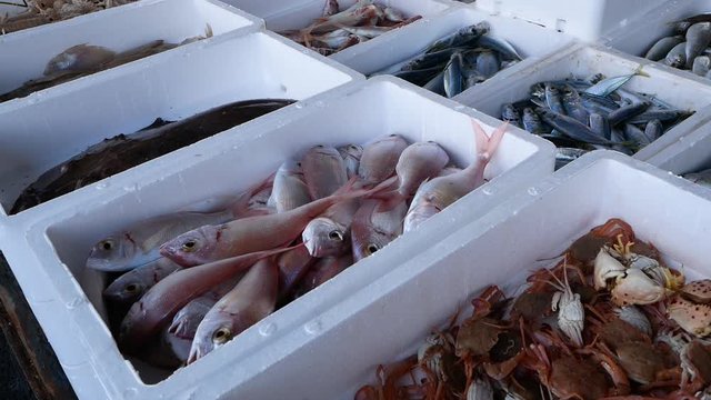 Fresh fish and shellfish cath in boxes, fresh fish market.