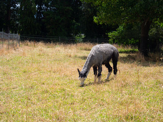 Alpaca Grazing In A Farm Paddock