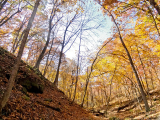 Forest on a Fall Day - Wide Angle