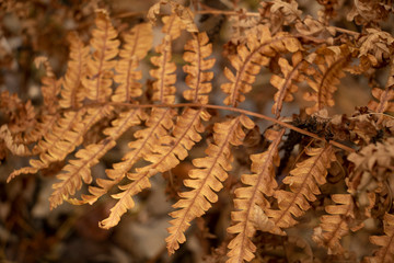 Dry Autumn Fern twisty and dry ferns in the fall. End of life cycle. Death. Delicate. Light. 