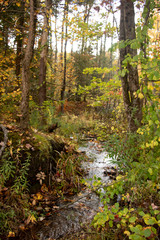 Magical Fall Forest Beautiful autumn forest scene. Crisp landscape. Whimsical colors. Outdoor fun. The joy of hiking.