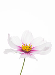 Close Up of White and Pink Cosmos Flower with Yellow Center