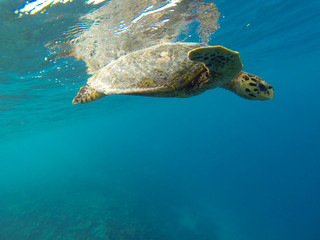 Obraz premium wildlife maldivian sea turtle (marine turtles)