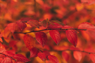 Red autumn leaves on tree branch. Macro shoot of red autumn tree leaves.