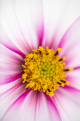 Close Up of White and Pink Cosmos Flower with Yellow Center