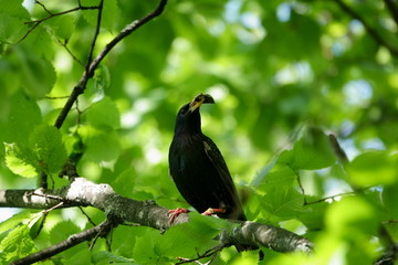 The bird caught a bug