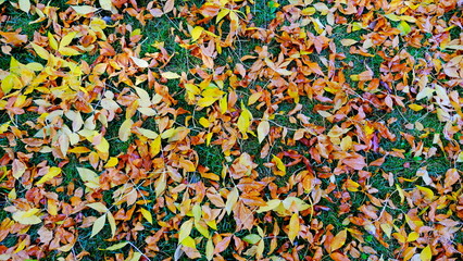  Fallen leaves of trees on the ground. autumn