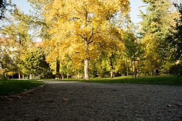Autumn view in park on colorful leaves of trees.