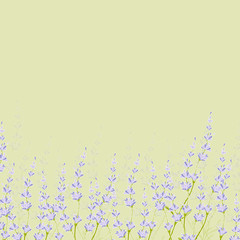Lavender flower bouguet background