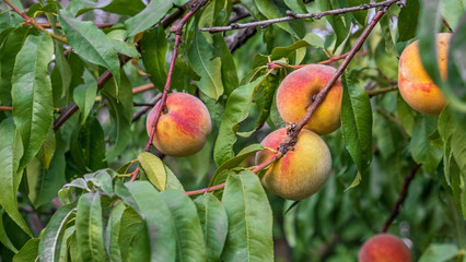 Peach tree with sweet fruits growing in the garden. Natural fruit ripening on peach tree branch 