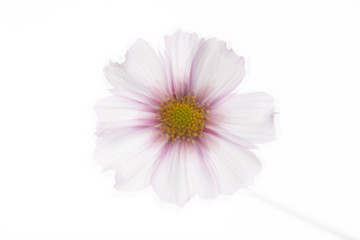 Close Up of White and Pink Cosmos Flower with Yellow Center