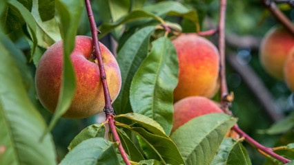 Peach tree with sweet fruits growing in the garden. Natural fruit ripening on peach tree branch 