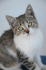 Gray white cat with green eyes posing