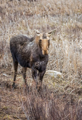 Naklejka na ściany i meble Canadian female moose in wetlands