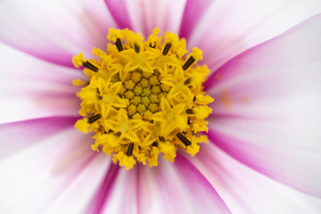 Close Up of White and Pink Cosmos Flower with Yellow Center